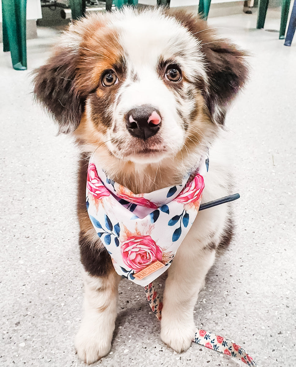 Puppy bandana collar hotsell