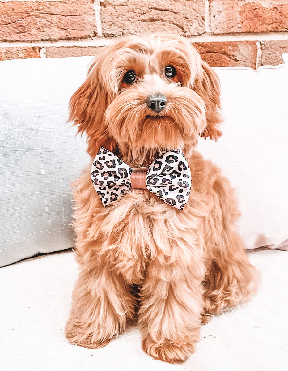 Puppy bow tie collar hotsell