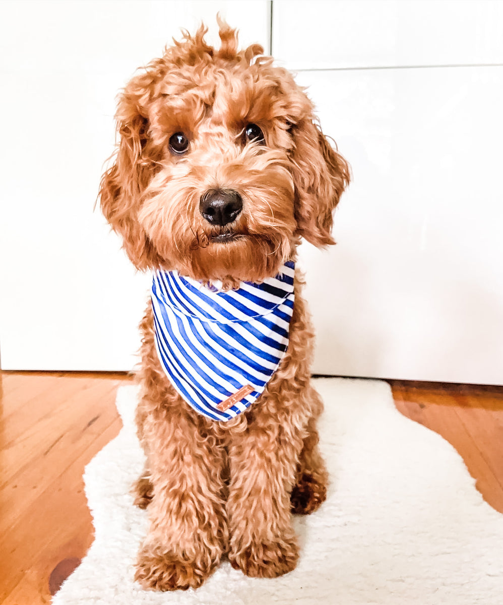 Puppy bowl bandana hotsell