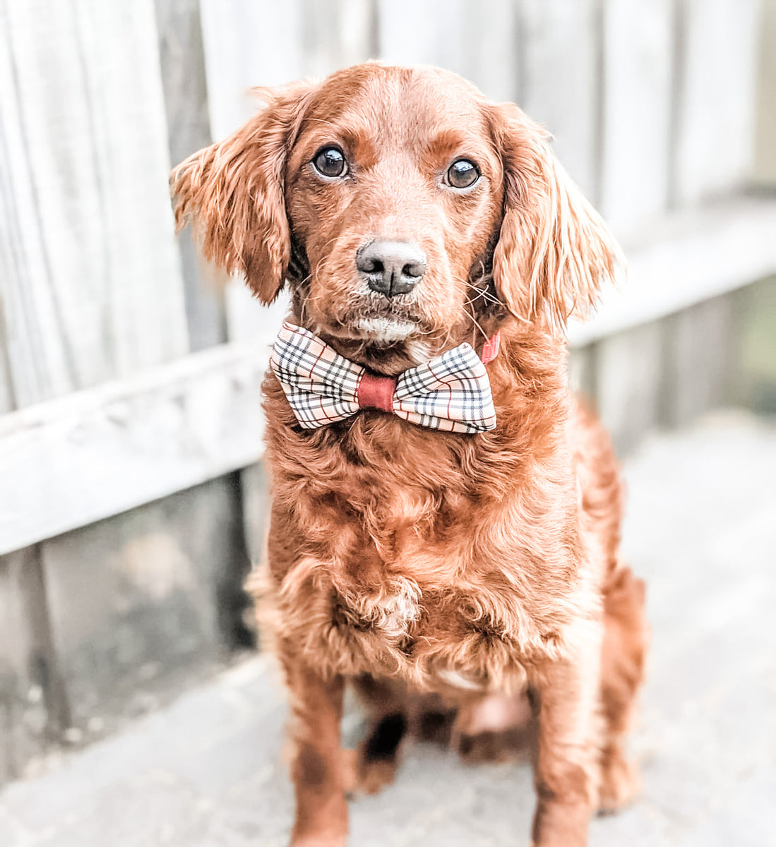 Puppy bow tie hotsell