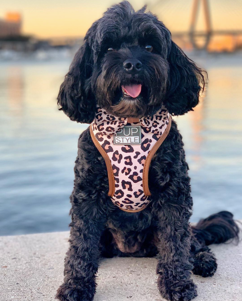 Wild One Leopard Print Dog Harness PUPSTYLE Store