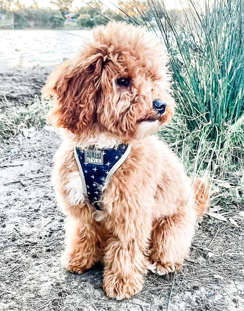 Blessed Harness - Main Image